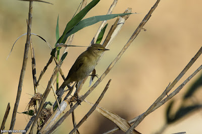 Mosquiter comú (Phylloscopus collybita)