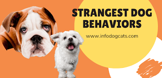 Strangest Dog Behaviors