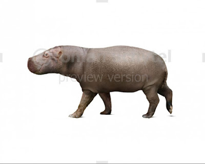 Hippopotamus minor