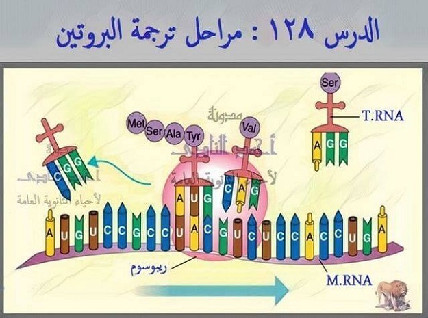 الدرس 128 مراحل ترجمة البروتين مدونة أحمد النادي لمادة الأحياء للمرحلة الثانوية