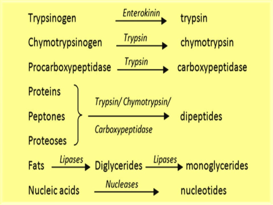 SONU ACADEMY HUMAN DIGESTIVE SYSTEMPART5TEXT