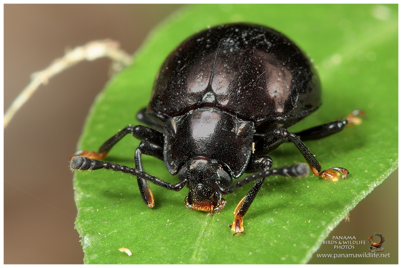 Canon EOS M5 real world review / Featured species: Fleischmann's Glass ...