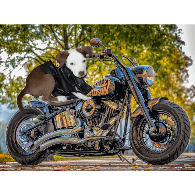 Biker Puppy