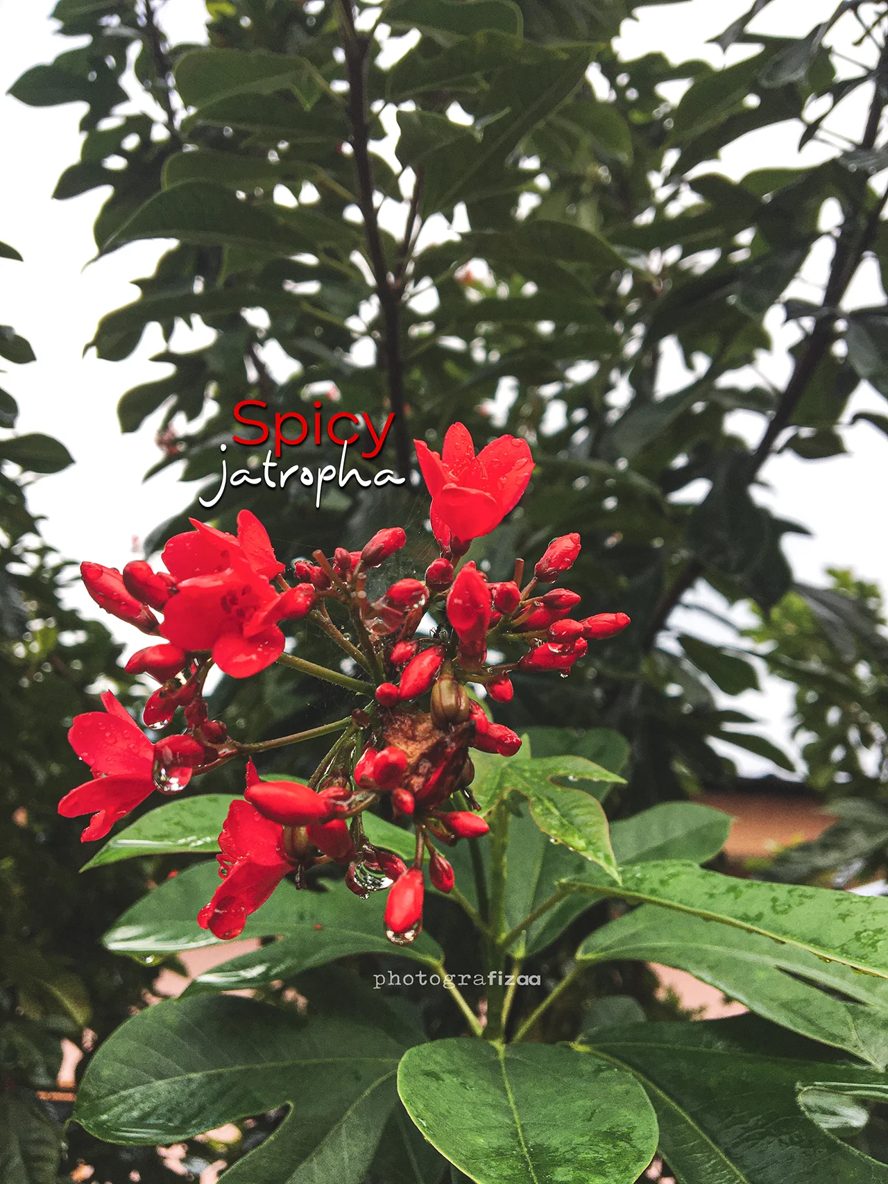 Bunga Merah Spicy Jatropha
