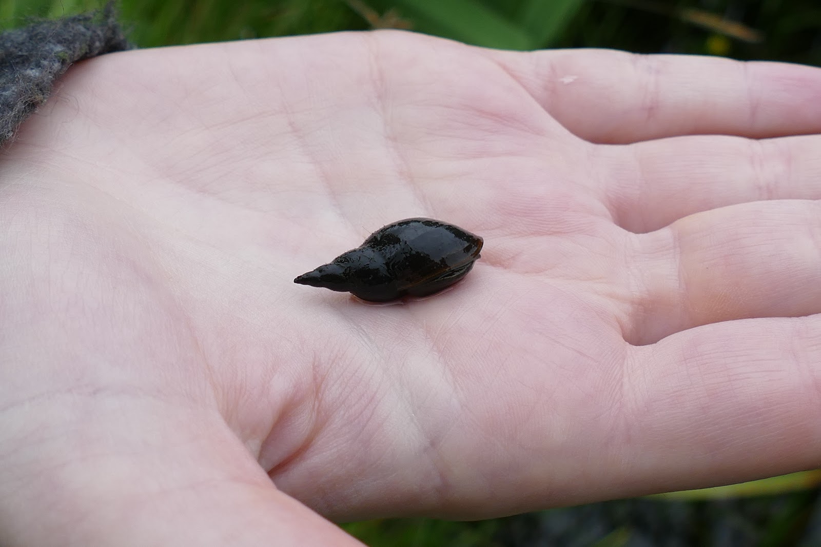 Stainburn Forest Great Pond Snail Lymnaea stagnalis