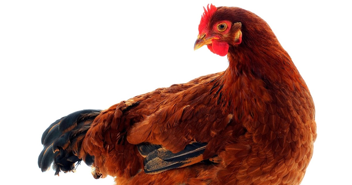 10 Contoh Hewan Ovipar Lengkap Beserta Gambar Dan ...