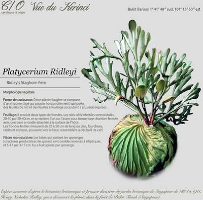 Platycerium Ridley for botanical life.