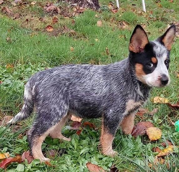 oz.Typewriter Bluey and Her Typewriter