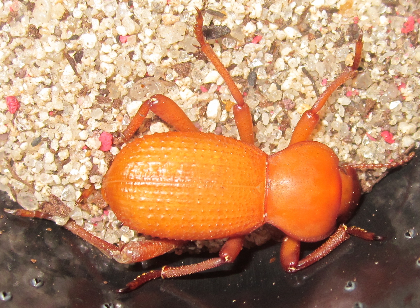 Cryptoglossamuricata%25236.JPG