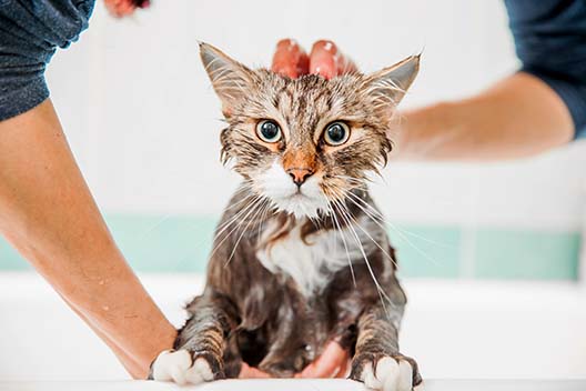 Kosmetyki do pielęgnacji futra dla kotów