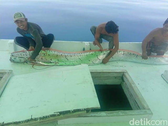 Kisah Penangkap Ikan yang Diviralkan Jadi Tanda Kegempaan Kisah Penangkap Ikan yang Diviralkan Jadi Tanda Kegempaan