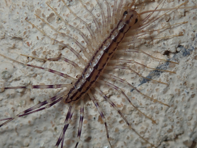 Scutigera coleoptrata Scutigera coleoptrata