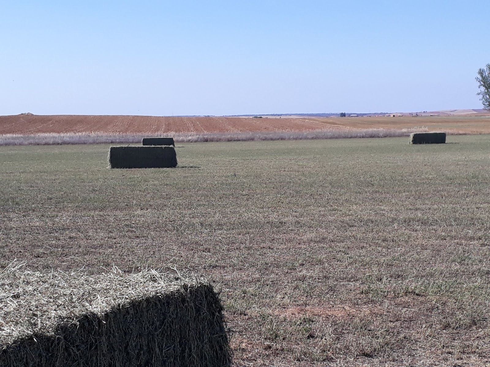 Alfalfa ecologica VENTA DE ALFALFA ECOLOGICA