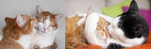 Erkek Kedilerde Kizginlik Donemi Hakkinda Hersey Kedi Blog