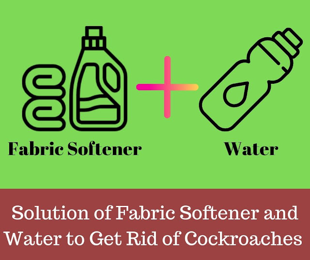 Solution of Fabric Softener and water to get rid of Cockroaches Get rid of roaches in apartment with Solution of Fabric Softener and water