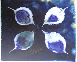 Wet cyanotype -Sue Reno_Image 657