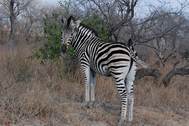 Equus quagga Equus quagga