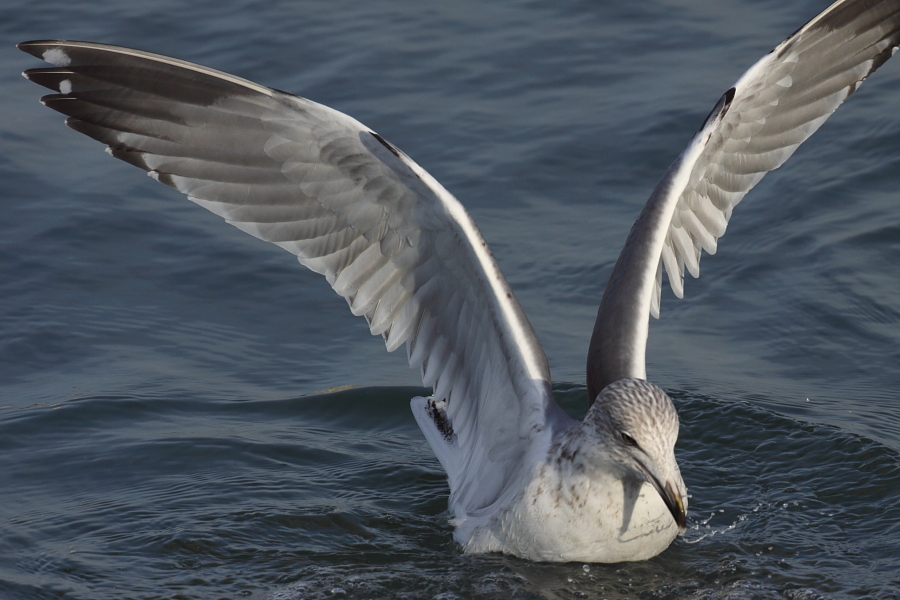 GullDK Herring Gull (Larus argentatus) with abnormal small body size