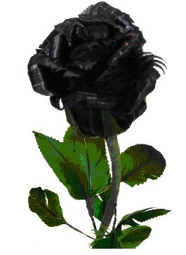 Gambar Bunga Mawar Hitam Gambar Bunga Gambar Bunga Mawar Hitam Gambar Bunga
