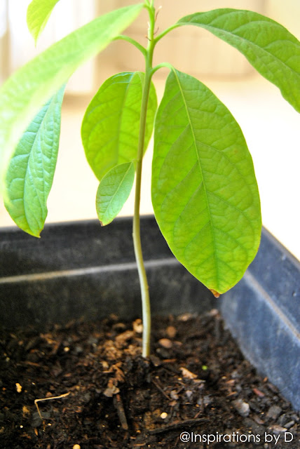 How to Grow an Avocado Plant from Seed