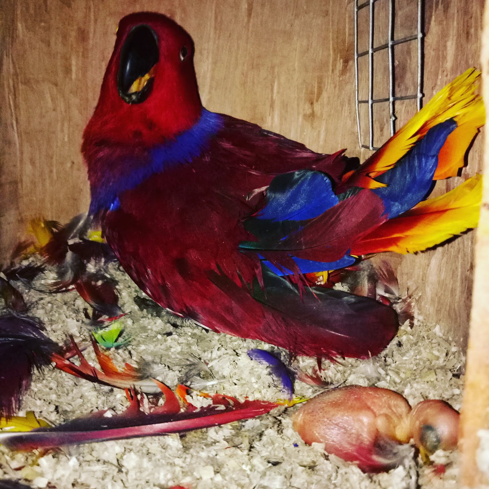 Ternak Burung Nuri Bayan Ternak Ayam Hias Dan Burung Eksotis