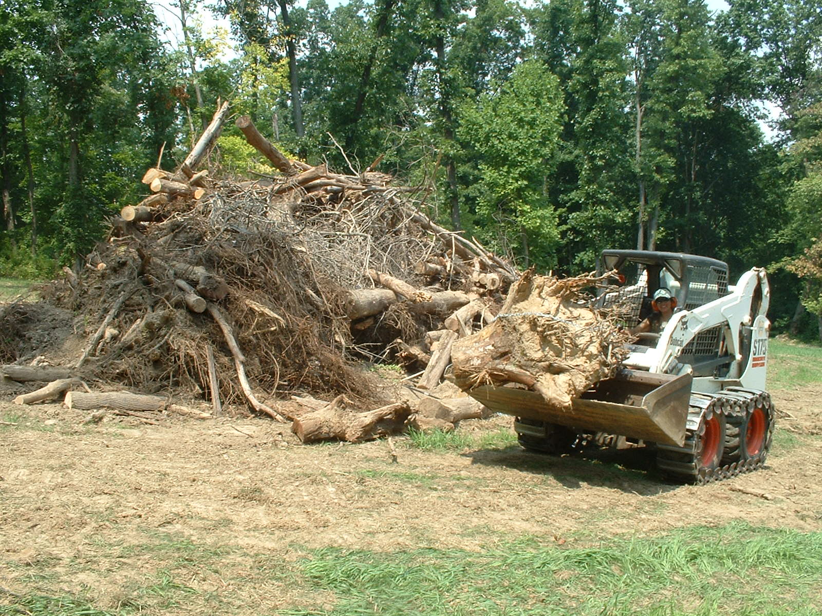 It's a Wild Life: How to plant a wildflower meadow