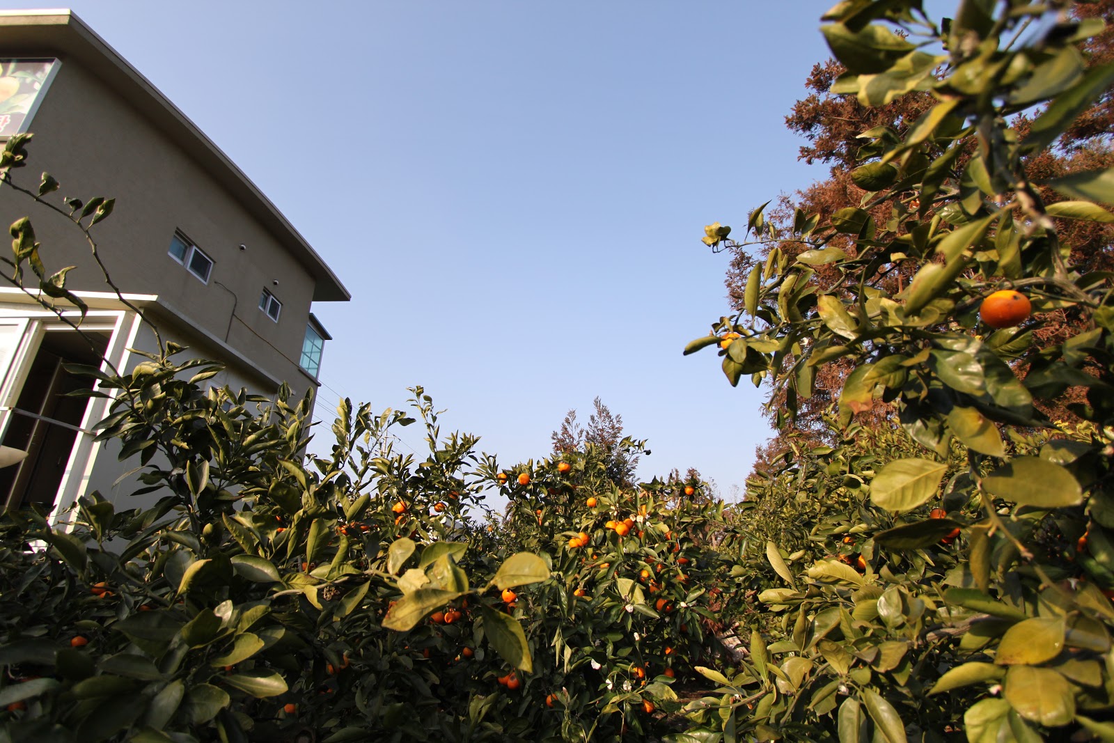 OnionHead's Colorful Life Orange farm in Jeju Island