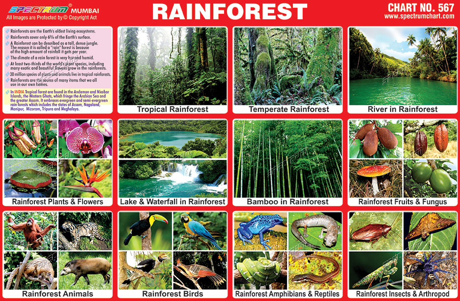 Spectrum Educational Charts: Chart 567 – Rainforest