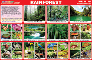 Rainforest Chart