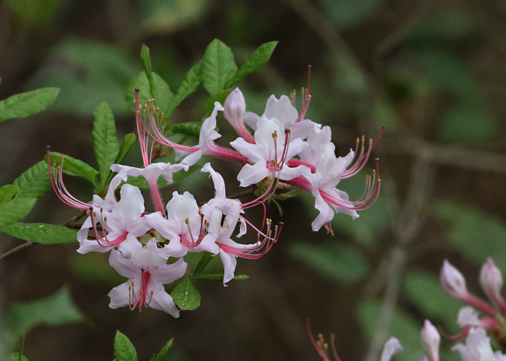 Azalea Plant Stock Photos And Images Agefotostock