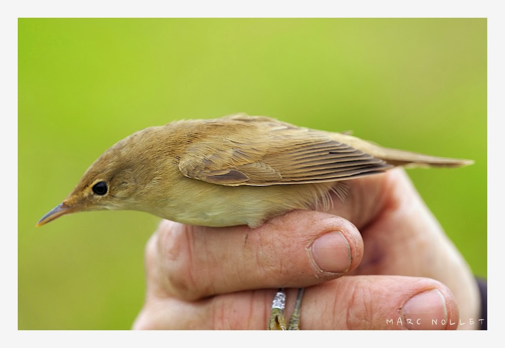 What a Wonderful World! Het ringen