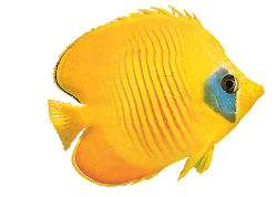fish learn names children addis butterflyfish beauty learning