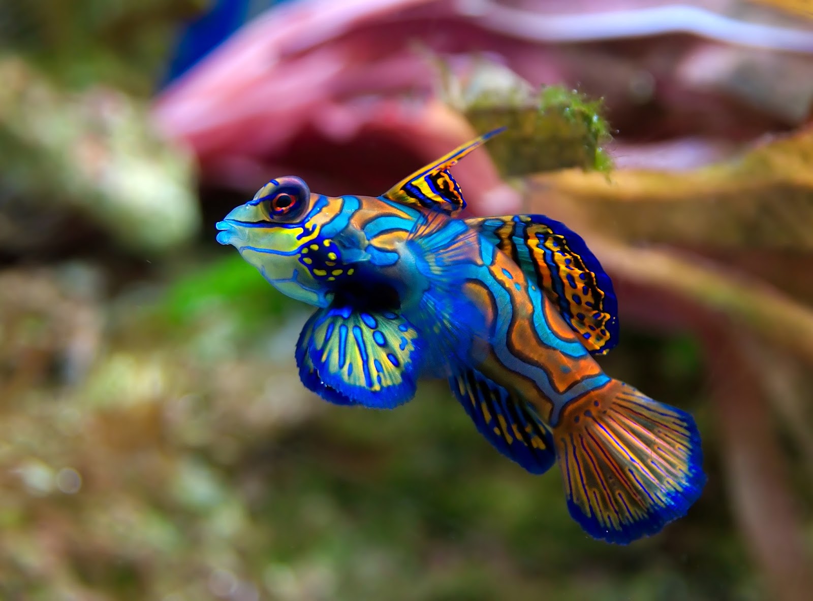 aquarium and fish care