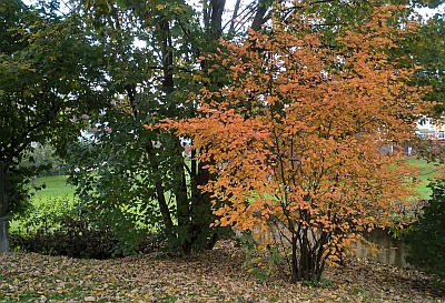 Herbstfärbung der Felsenbirne