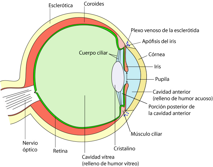 Oftalmologia Veterinaria Anatomia del bulbo ocular Oftalmologia Veterinaria Anatomia del bulbo ocular