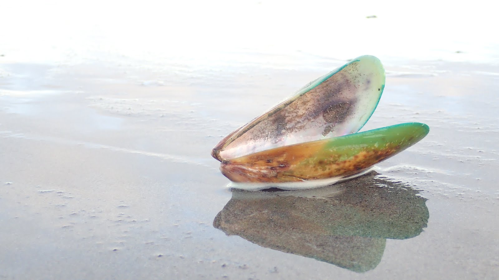 Green lipped mussel
