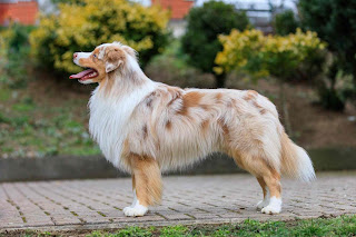 Top cutest Dog breeds in the world