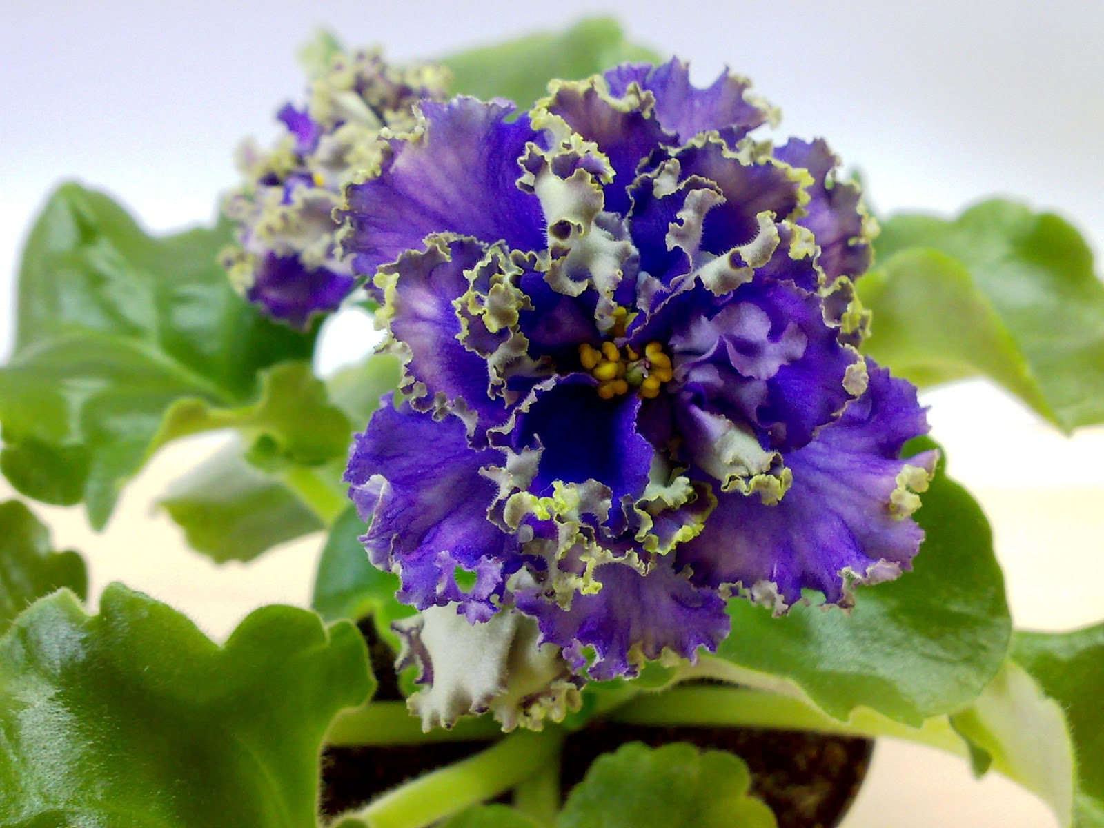 сенполия ек наутилус. сенполия черная жемчужина. фиалки сорта описание. фиалки сорта описание. сорт фиалки наутилус.