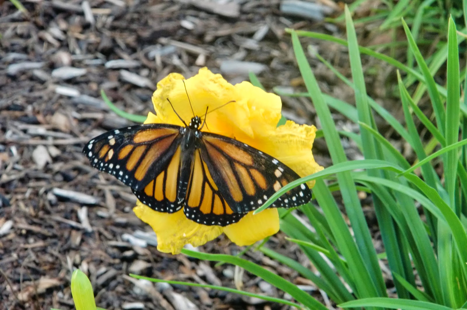 HusseyMayfield Memorial Public Library of Zionsville Indiana