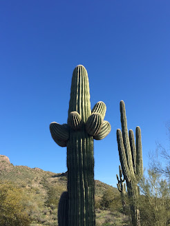 Saguaro Cactus Towers Along Trail