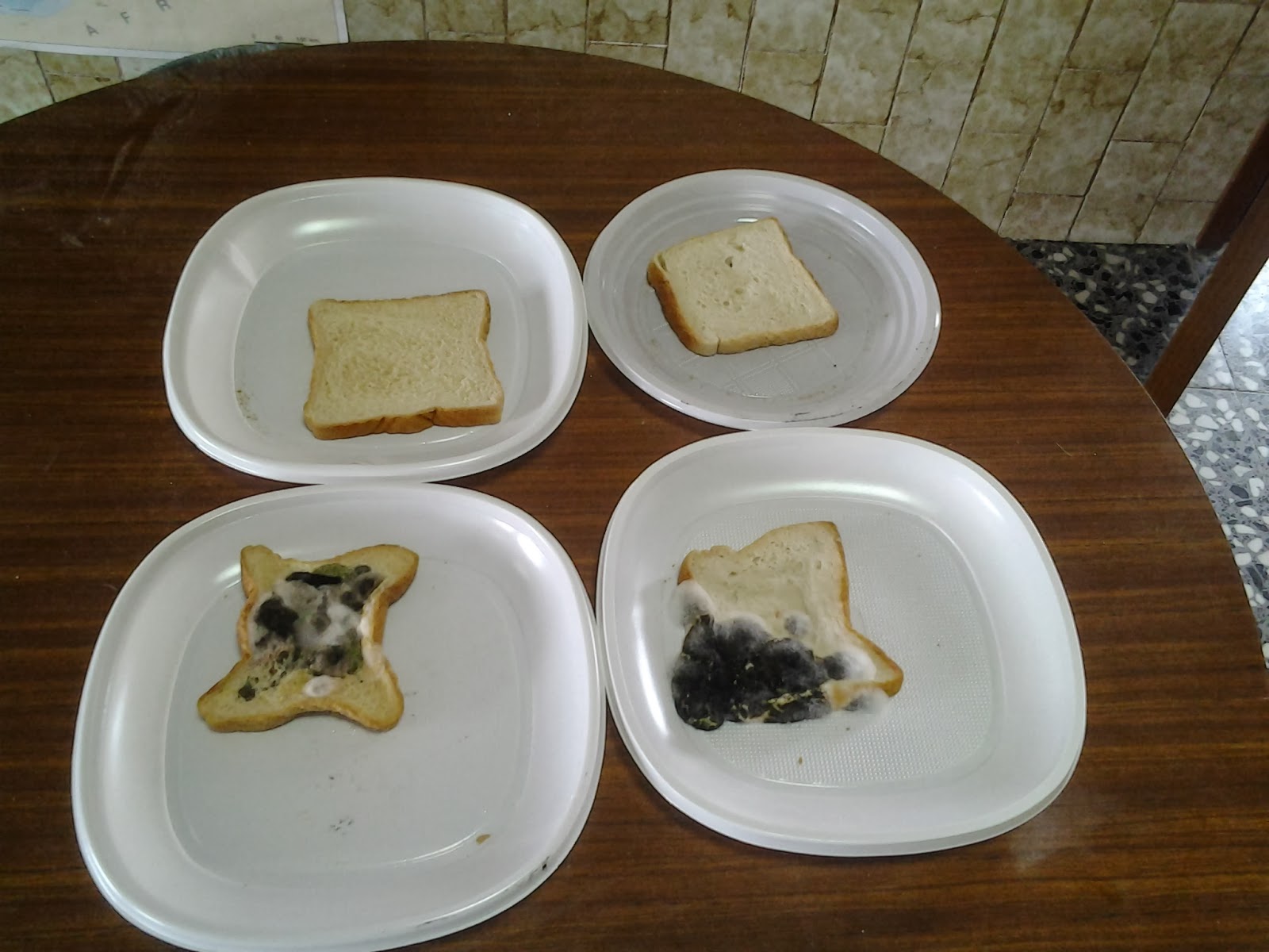 2º CICLO PRESENTACIÓN Moho del pan