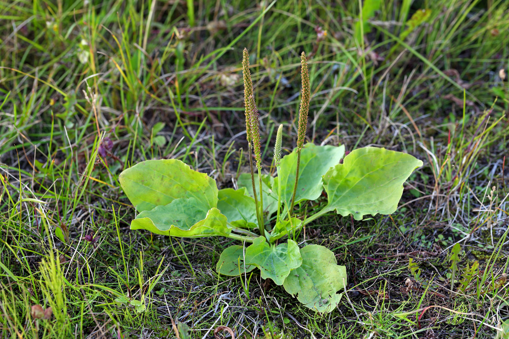 weeds missouri found