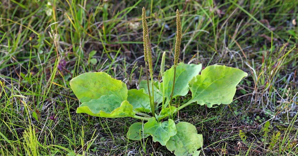 Weeds Found in Missouri