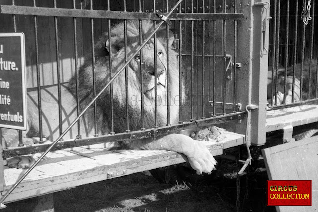 Lion du Cirque National Suisse Knie  dans sa roulotte cage 