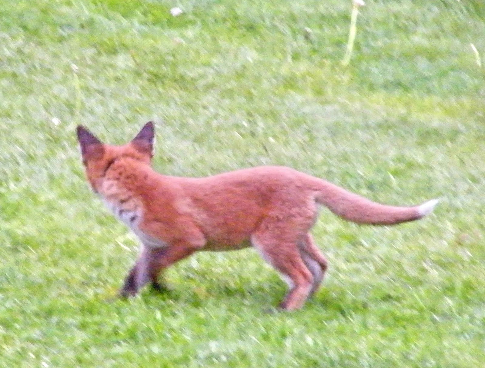 Hillingdon Wildlife This year's fox cubs
