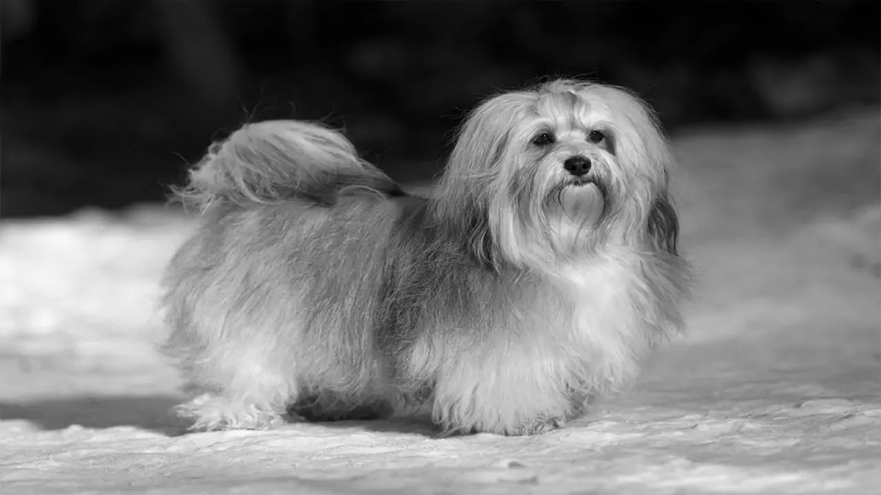 Bichon Havanais Bichon Havanais