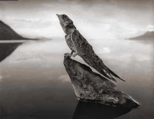 Calcified swallow. Amazing swallow