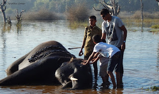 Sakrebail Elephant Camp