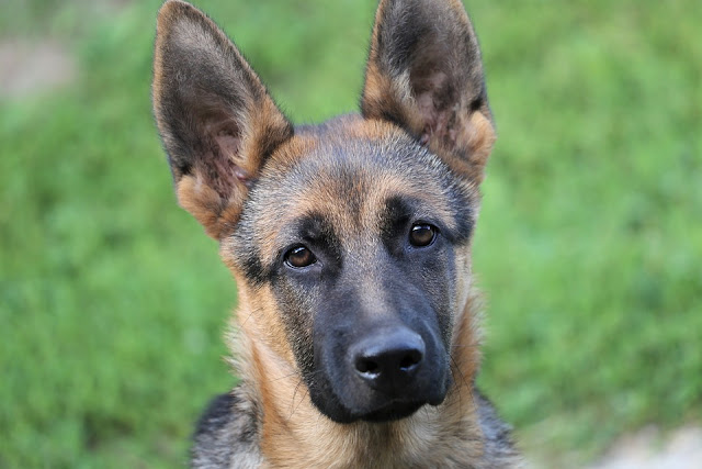 GERMAN SHEPHERD