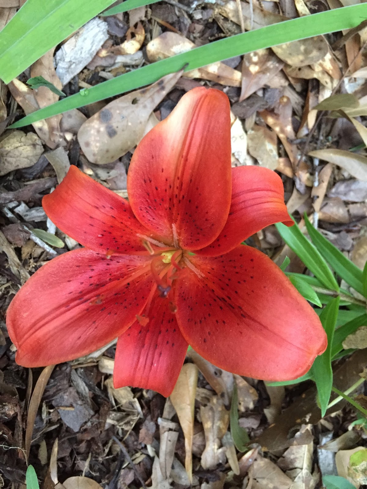 Pine Cone Lane Lilies